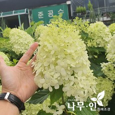 [나무인] 라임라이트 목수국(포트묘) 노지월동