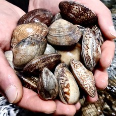 윤수산 국내산 바지락 남해안 해감, 1박스, 1kg