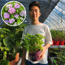 수국 캔디박스 C2포트 왜성종 리블루밍 호트벅스, 1개, 수량