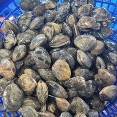 서해안 해감 조개 바지락 동죽 생물 1kg 국내산 황도 바지락 조개탕 칼국수, 1개, 안면도 바지락 1kg