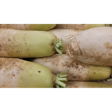 [신일농산] 국내산 제주 세척무 월동무 무 20kg, 1박스, 12~16수 (종이박스)