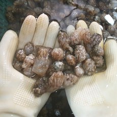 제철 국내산 통영 세척 손질 냉동/생물 오만둥이 오만디 만득이 주름미더덕, 1개, 500g