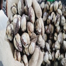 남해 벌교산 새꼬막 1kg 80미 내외, 1개