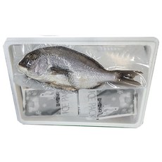 참돔 한마리 약 30cm, 1개