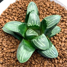 UDO X 星 空 722-14, 1個