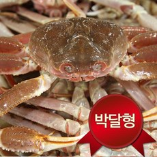노가네 영덕 박달대게(소)3미(마리당300~350g내외수율80~90%), 1개