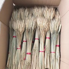 白沙屯媽祖平安招財麥繐幹花田園植物天然原色麥繐麥子婚慶裝飾花籃拍攝道具, 本色（100枝), 1個