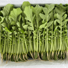 [꿀야채 어린열무] 물 좋은 철원 산지직송 어린열무(얼갈이세트), 1개, 어린열무(얼갈이세트) 4kg