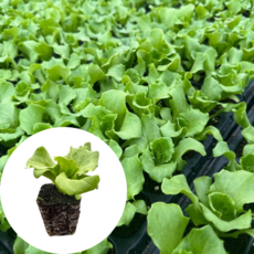 새마을총각 양상추모종 샐러드모종, 2개