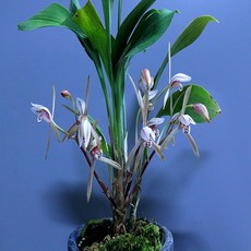 홍화 죽백란 아주 귀한 난초, 1개