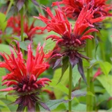 [나은식물원][모종] 숙근 베르가못(레드)-10cm 1포트