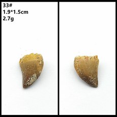 자연 모로코 상어 이빨 표본 치아 해양 고생물 과학 수집, 32. 녹색 33