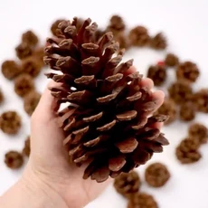超大型松果毬果，12公分以上聖誕節裝飾，聖誕樹花圈裝飾乾燥花素材，台灣現貨速發, 原色馬尾松, 1個