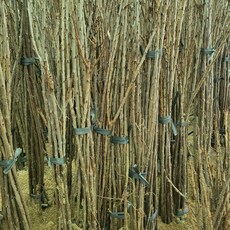 [경북농원] 체리나무묘목 신품종 자가수정 (라핀/레기나/좌등금/나폴레옹등등) 접목묘, 라핀(자가수정) 접목  중묘, 1개, 체리