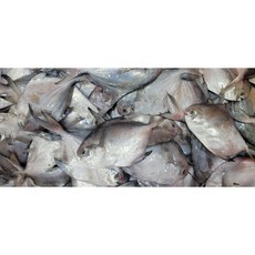 물고기장수 목포 손질 병어 1Kg 10마리 병치 병어회 세꼬시 구이 조림, 1세트