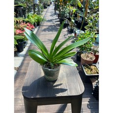 서양란 호접란 꽃대없는상품 꽃색상랜덤 서양난 올플랜츠, 1개, .