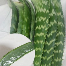 국산 생알로에 알로에 사포나리아 생잎 생알로에베라 잎 신선한 산지직송 생 알로애잎, 1개, 1kg