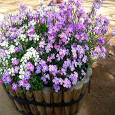 파종후 두달이면 개화하는 봄꽃 55종 선택구매 (1/2), 1개, 1. 버지니아꽃무 30립