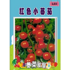 日本甜心小蕃茄種子 L03 小型果, 1包
