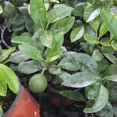 열매있는 레몬나무 소품 과실수 그린식물팜, 2개