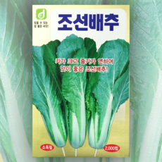 조선배추 2000립 한국대농종묘 배추 씨앗 배추 종자 서울배추, 1개