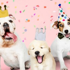 디케이원 강아지생일파티용품 강아지 고깔모자 8종세트