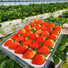 [논산 산지직송] 국내산 프리미엄 설향 생딸기 고당도 제철과일, 1개, 350g (15~20구)상