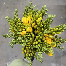 월수금 발송 화목토 도착 노랑 프리지아 묶음 김해생화 화훼농가돕기 꽃배달 싼꽃, 1개, 30대