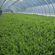 [꼬미농산] 산지직송 아삭하고 향기로운 청도 한재미나리 당일발송, 1kg, 1개