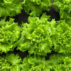 드라마팜 카이피라 수확즉시배송, 1박스, 1kg