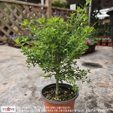 플러브 애니시다, 1개