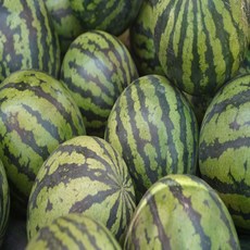 금메달농수산 산지직송 고당도 정품 겨울수박, 1개, 4-5kg