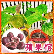 熟果蜜香流心，限量大果蘋果榕盆栽：大果榕、木瓜榕，綠植盆栽, 1個, 蘋果榕盆栽