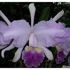 [루반정원] C.lueddemanniana var. coerulea x sib, 1개