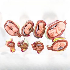 태아 발달 모델 산부인과 교육용 교구 과정 자궁