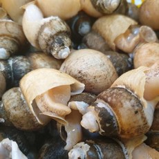 명품 동해안 자연산 자숙 흑골뱅이1kg(50~80미내외), 1개, 1kg