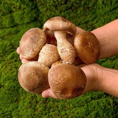 국내산 무농약 송향 송화버섯, 1박스, 1kg