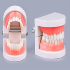 더샵이지 치아모형 덴티폼