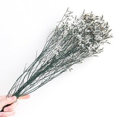 화연양화 프리저브드플라워 시네신스 시넨시스 4색 시들지않는생화, 01 릴리화이트