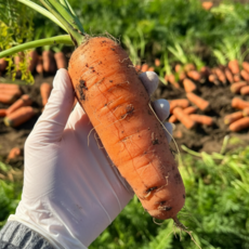 제주 구좌 흙당근(왕특) 물가안정, 1박스, 3kg