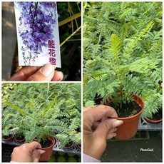 霏霏園藝 藍花楹 夏季開花 樹形酷似鳳凰木 花期4 5月 藍紫色花朵