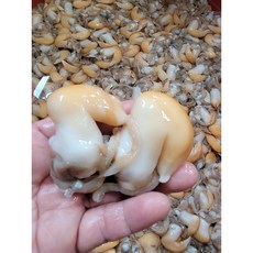 (특품)국내산 완전손질 급냉 여수새조개, 1개, 급냉여수노랑새조개 200g