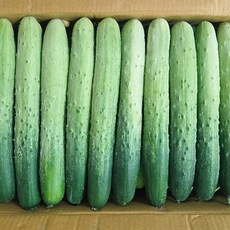 국내산 백오이 아삭하고 맛있는 특품오이, 1개, 1kg(5개~7개)