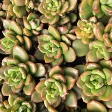 [해뜰다육] 사과꽃(소품) 다육식물 선인장, 1개, 사과꽃