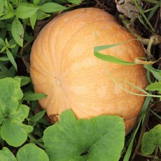 손질 늙은 호박 (진공포장) 국산 늙은 호박, 1개, 늙은호박 3kg