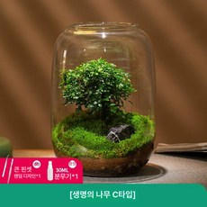 가정용 실내 교육용 화병 테라리움 장식 인테리어 소품 생태계 미니 제품 유리 식물 공기정화 자연체험, 2.나인마일 생명나무 - 완제품+케어팩