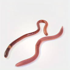 리얼한 소프트 TPR 지렁이 웜미끼 10개입 루어세트, 1세트, 5g