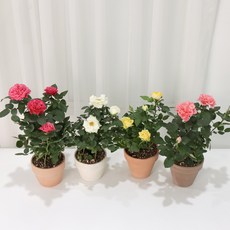 갑조네 미니장미 장미꽃 사계장미, 랜덤, 1개