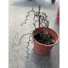 霏霏園藝 歪歪票票多肉植物 獨特造型 易於養護, 1個