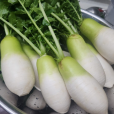 [굿피플] 국내산초롱무 초롱무 총각무 알타리무우, 1개, 흙 초롱무 10kg